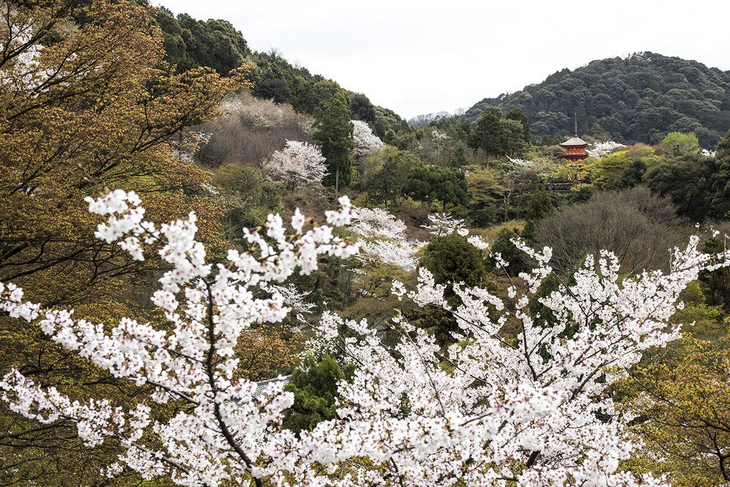 Sakura Season In Japan